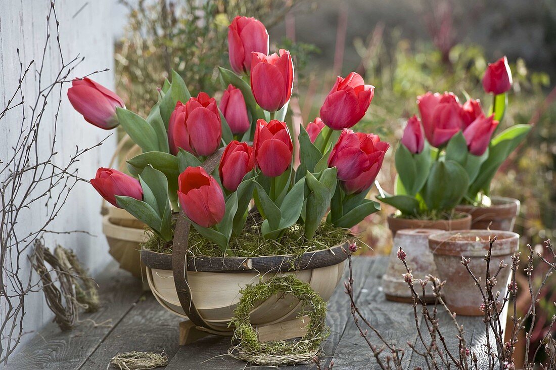 Tulipa 'Couleur Cardinal' (Tulpen) in englischem Spankorb