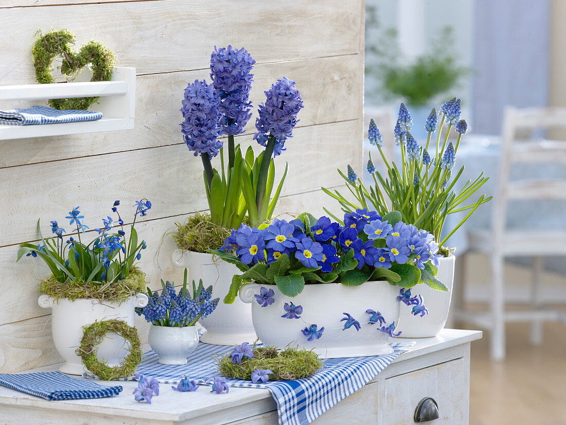 Blue flowers in white pots