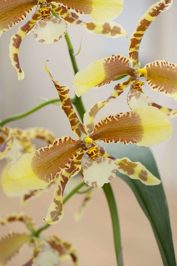 Rossioglossum Rawdon Jester 'Münchner Kindl' (Orchid)