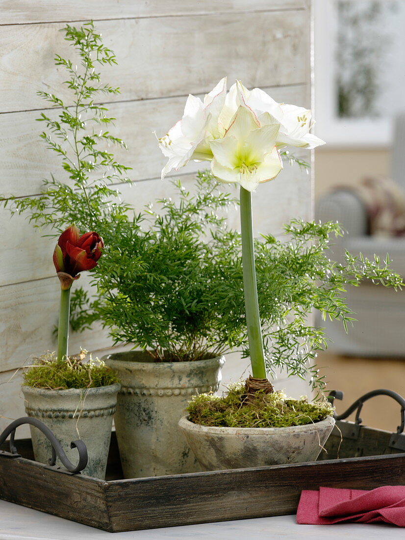 Hippeastrum 'Mont Blanc' and 'Red Lion' (Amaryllis) with Asparagus