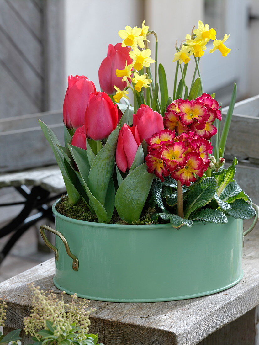 Schale mit Tulipa 'Couleur Cardinal' (Tulpen), Primula elatior 'Inara Fire f1'