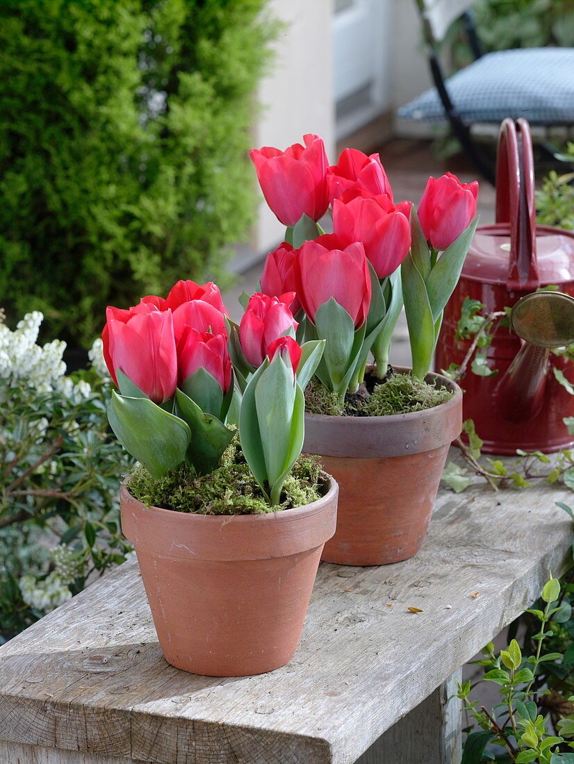 Tulipa 'Couleur Cardinal' (Tulpen) in Tontöpfen