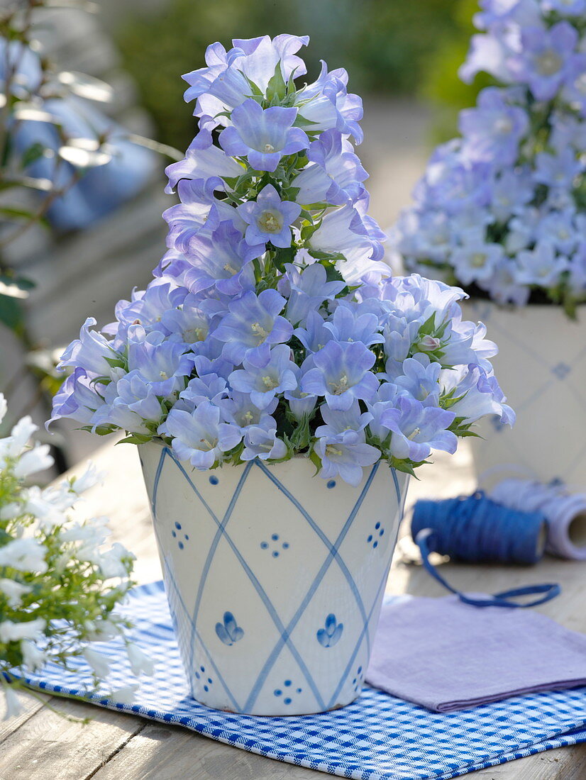 Campanula Mee 'Crownprincess' (bellflower) in blue and white planter