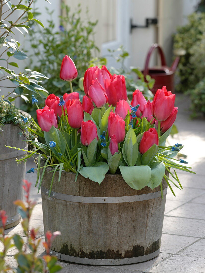 Tulipa 'Couleur Cardinal' (Tulpen), Muscari 'Blue Magic' (Traubenhyazinthen)