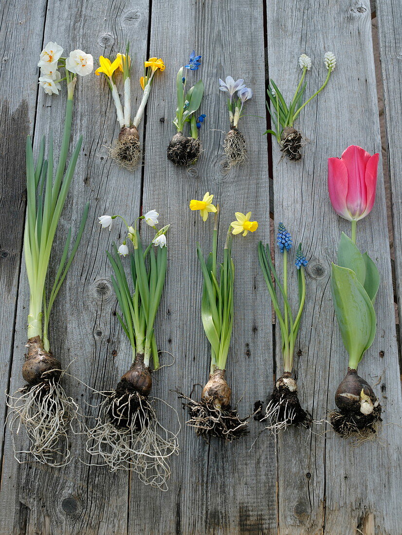 Tableau with spring onion flowers