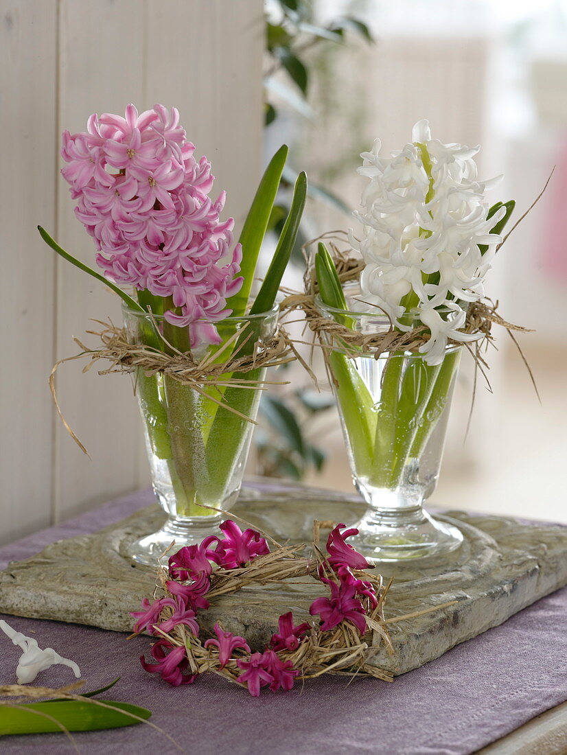 Hyacinthus (hyacinth) in small glasses, wreaths of straw