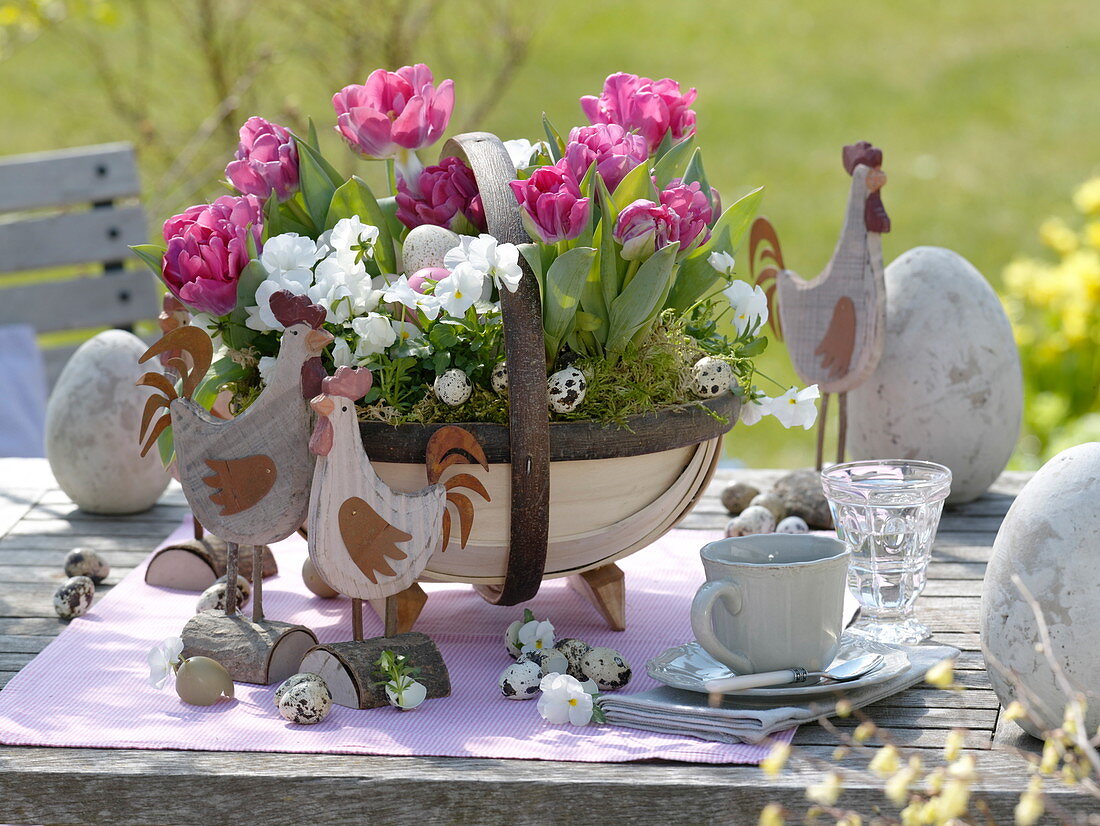 Tulipa 'Globe' (Tulpen), Viola cornuta (Hornveilchen) im runden Spankorb