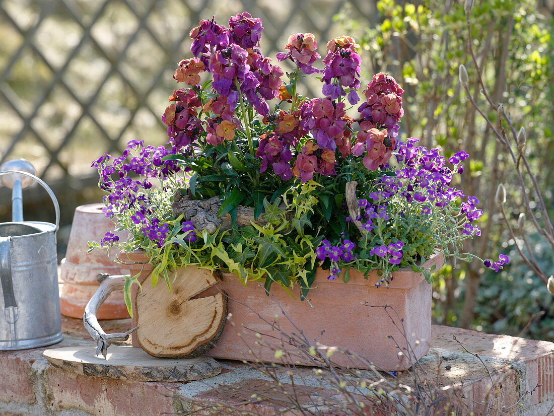 Terracotta box with Erysimum 'Winter Orchid', Aubrieta