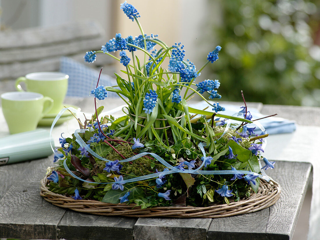 Muscari 'Blue Magic' (Traubenhyazinthen) in einem Kranz aus Moos