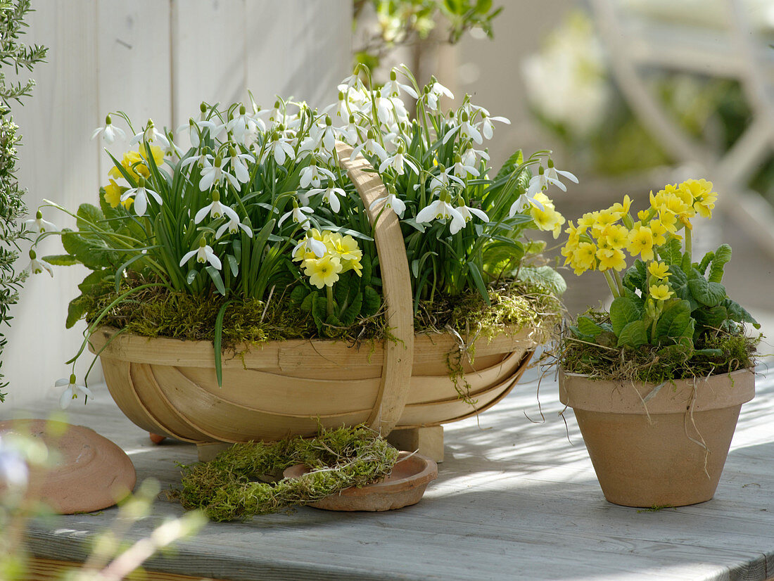 Galanthus nivalis (Schneeglöckchen) und Primula veris