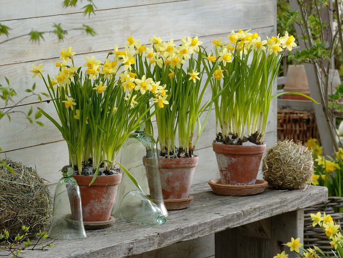 Narcissus 'Tete A Tete' (Narcissus) in clay pots on wooden bench