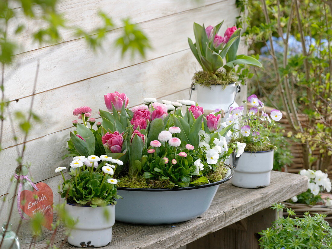 Tulipa 'Globe' (Tulpen), Bellis (Tausendschön), Viola cornuta