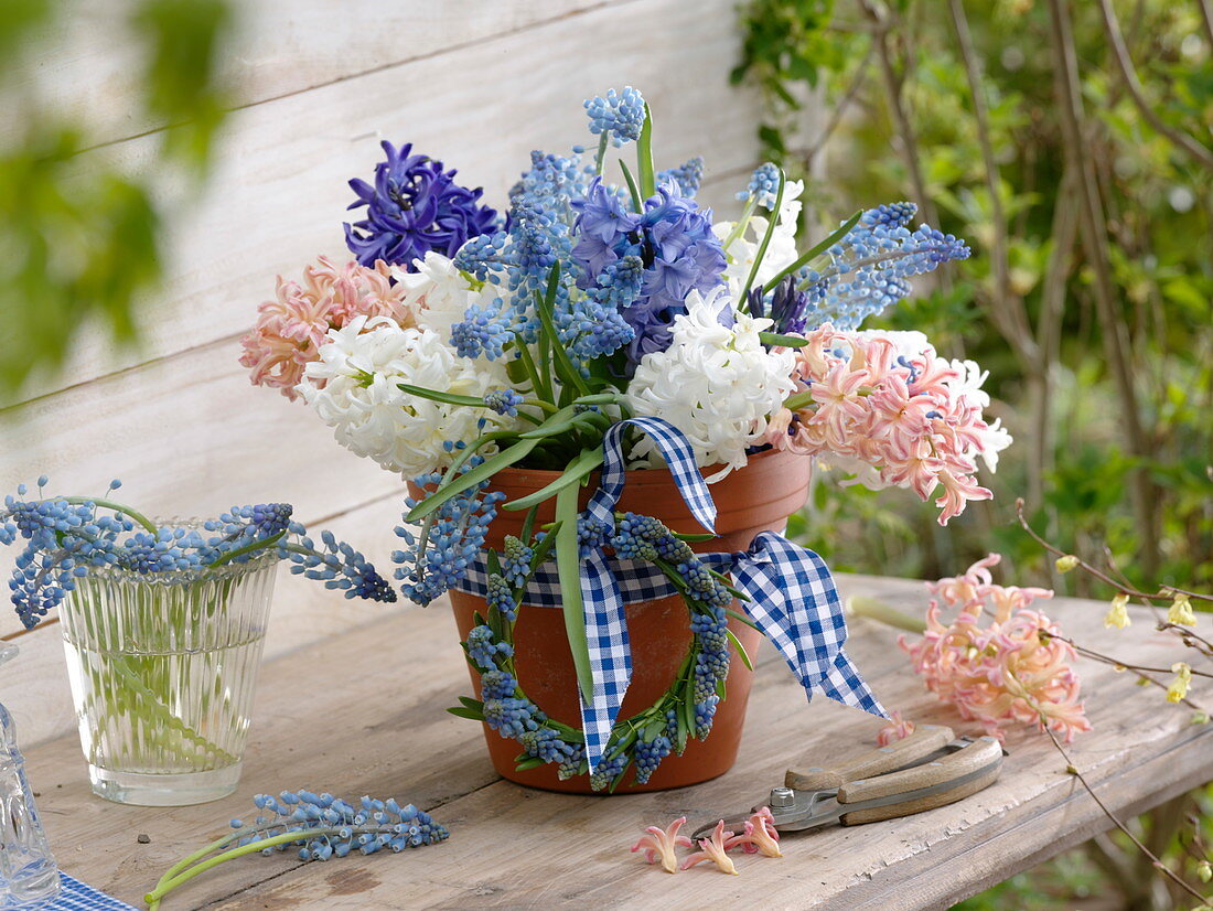 Hyacinth bouquet in clay pot with ribbon