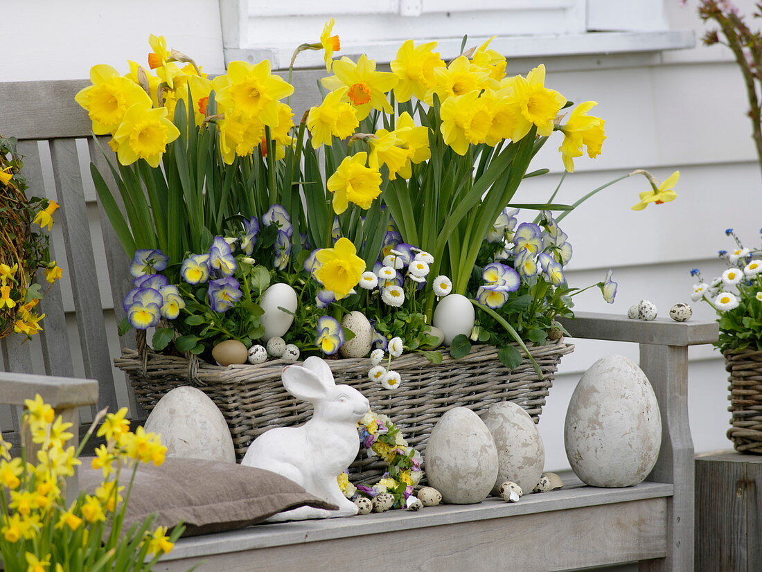 Spring basket with Narcissus 'Dutchmaster' and 'Pinza', Viola