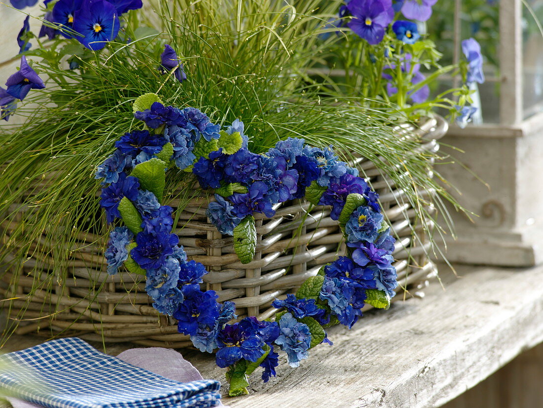Herz aus blauen Primula Belarina 'Cobalt Blue' , 'Blue Sapphire'