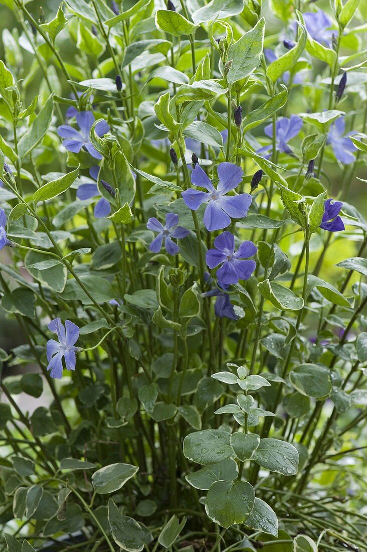 Vinca major 'Variegata' (hohes geflecktes Immergrün) blüht blau