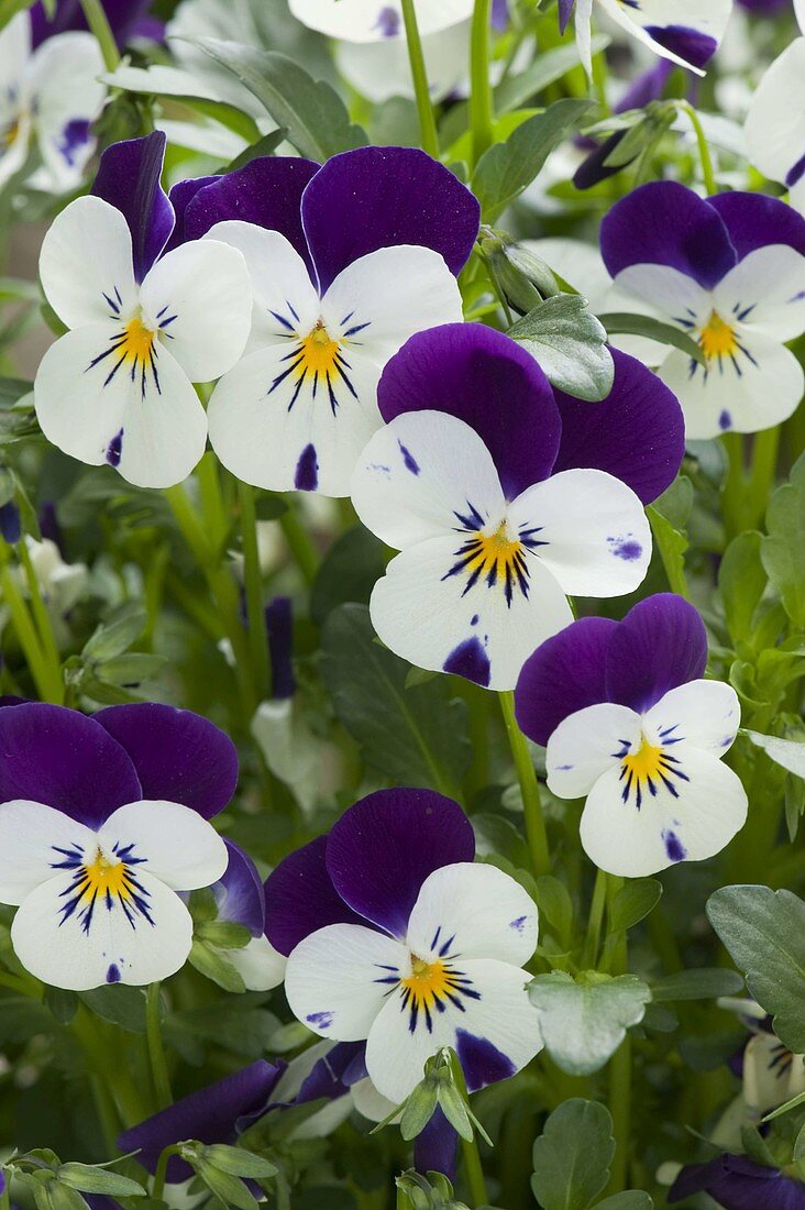 Viola cornuta Callisto 'Purple & White' (Horned violet)