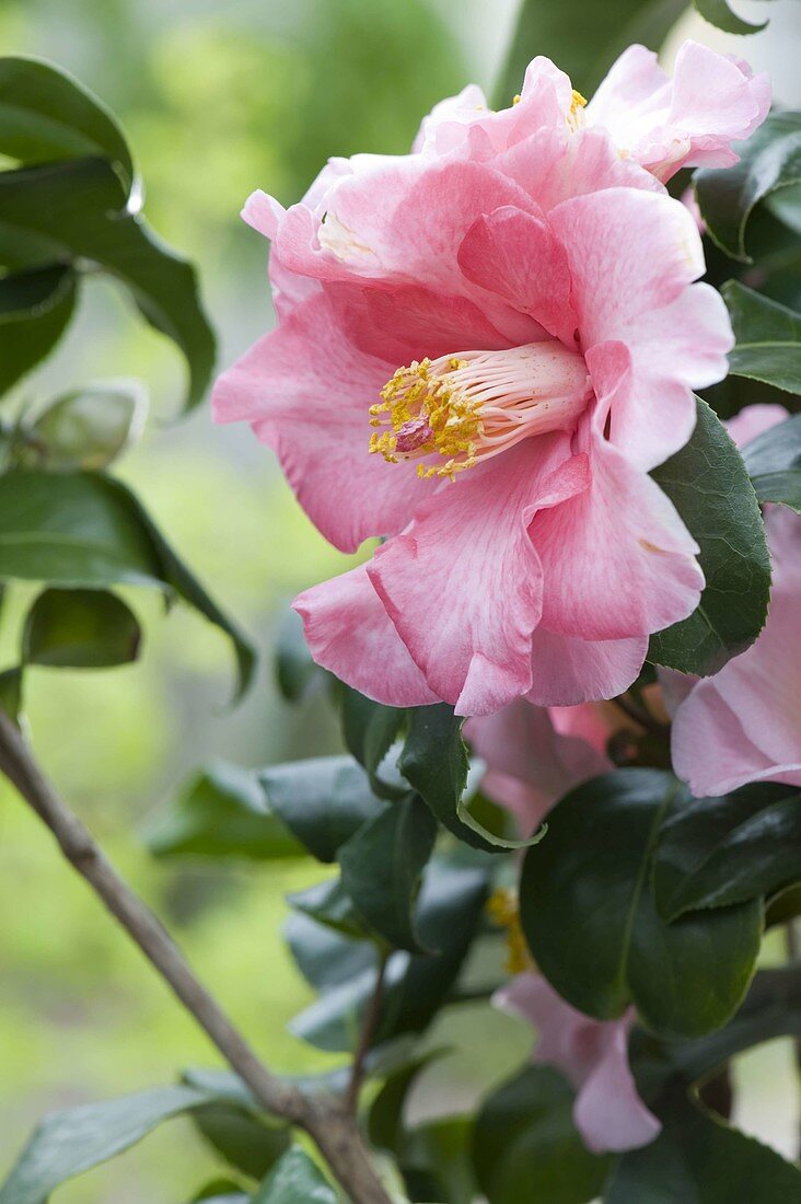 Camellia japonica 'Laurie Bray' (camellia)