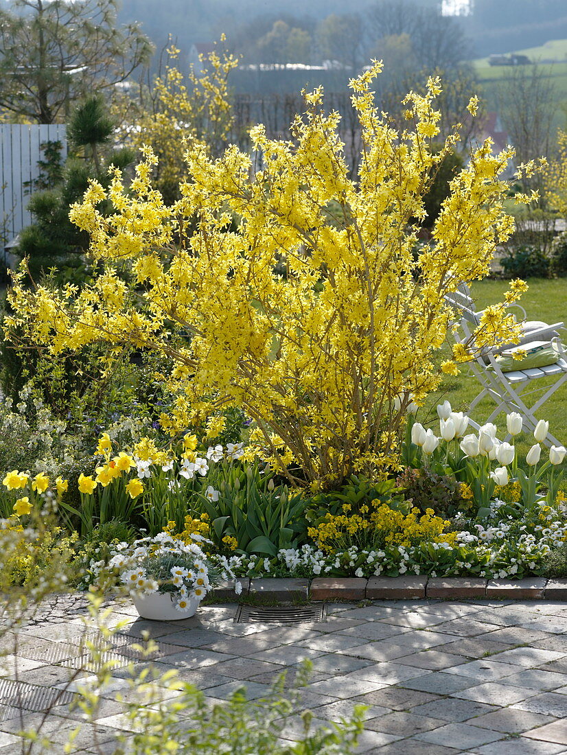 Terrasse flowerbed with Forsythia, Tulipa, Narcissus