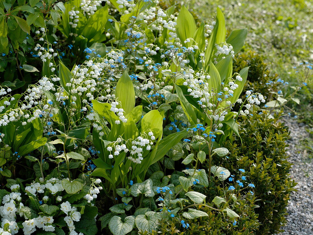 Convallaria majalis, Brunnera macrophylla 'Jack Frost'