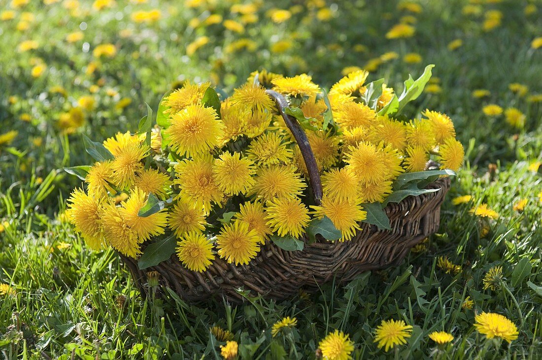 Korb mit frisch gepflückten Taraxacum (Löwenzahn)