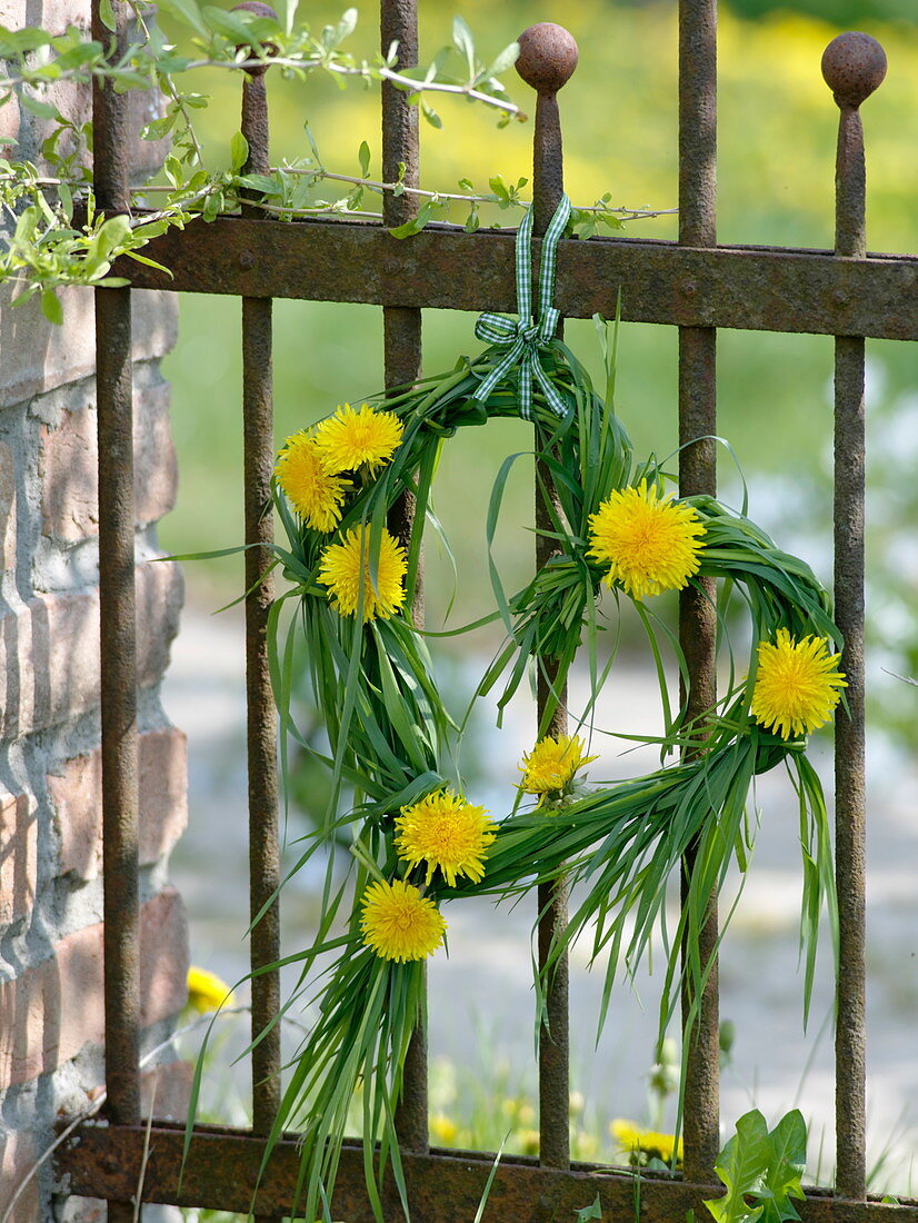 Small heart of grass with dandelion flowers hanged on rusty fence