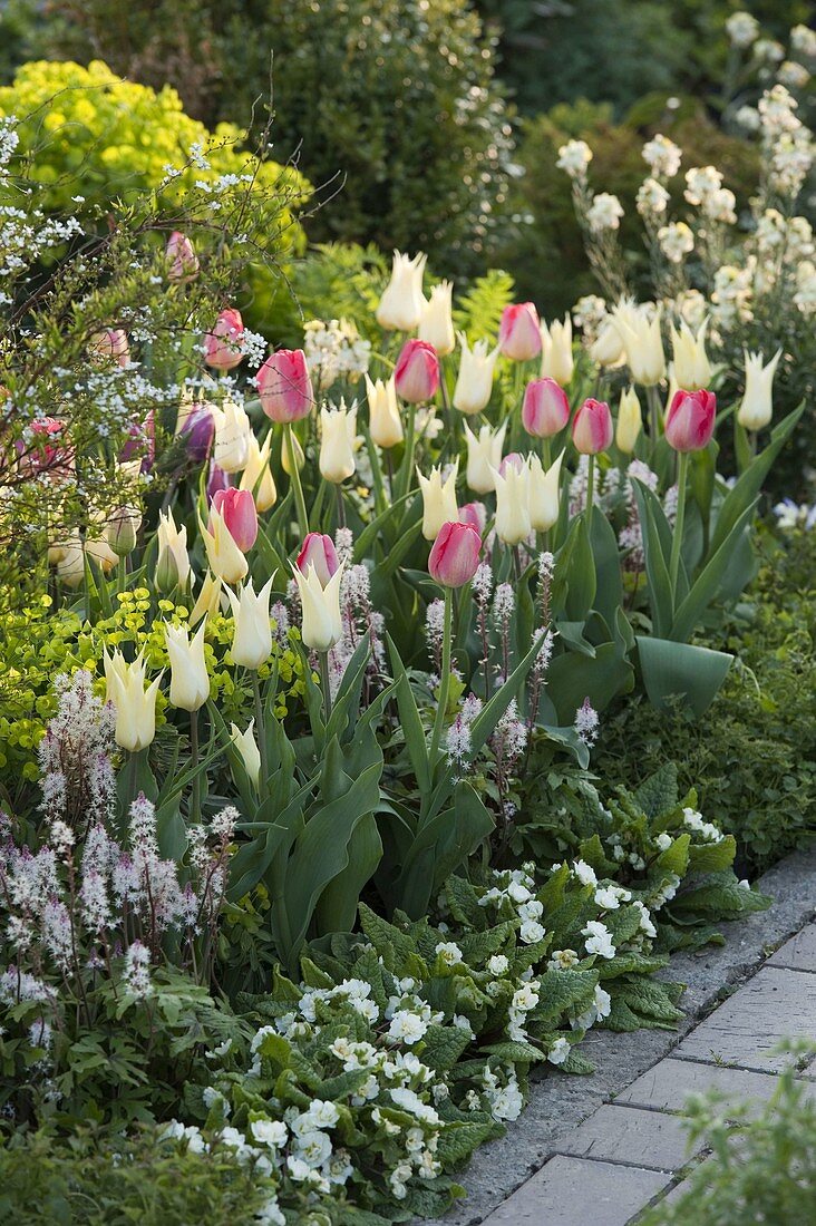 Tulipa 'White Emperor', 'Van Eijk', Tiarella