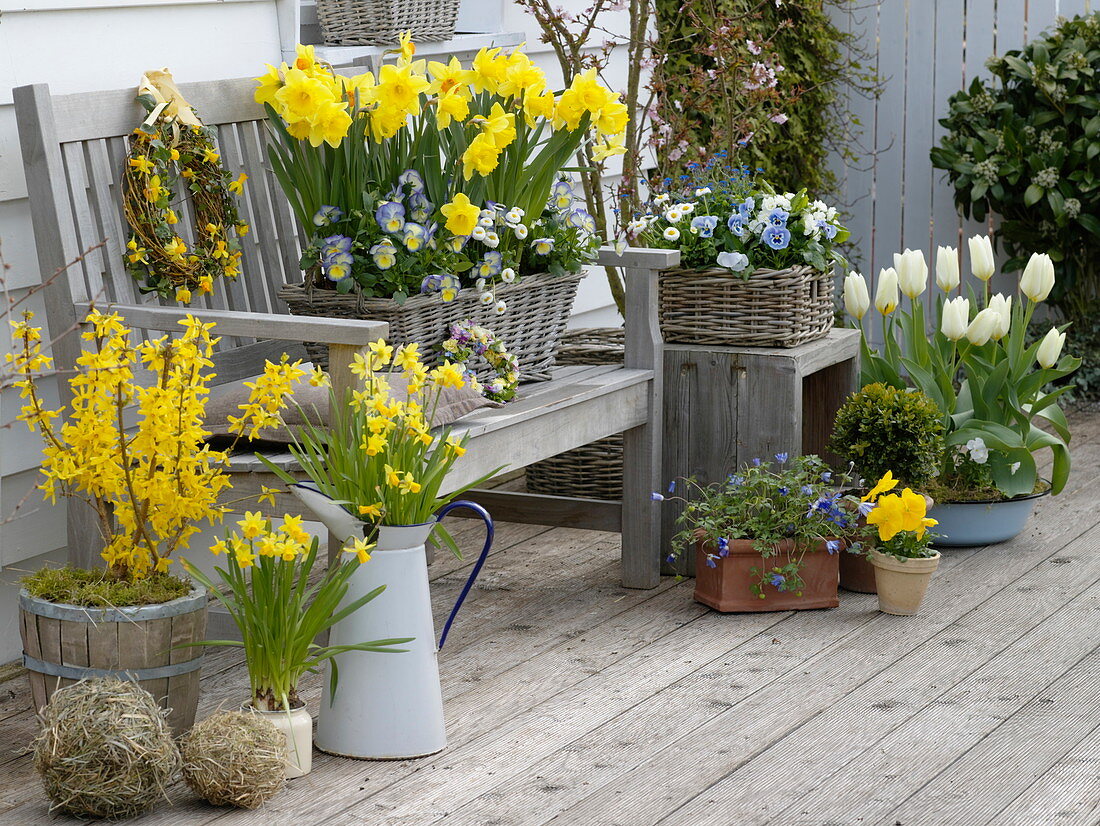 Frühlingsterrasse mit Forsythia 'Lynwood Gold' (Goldglöckchen), Narcissus