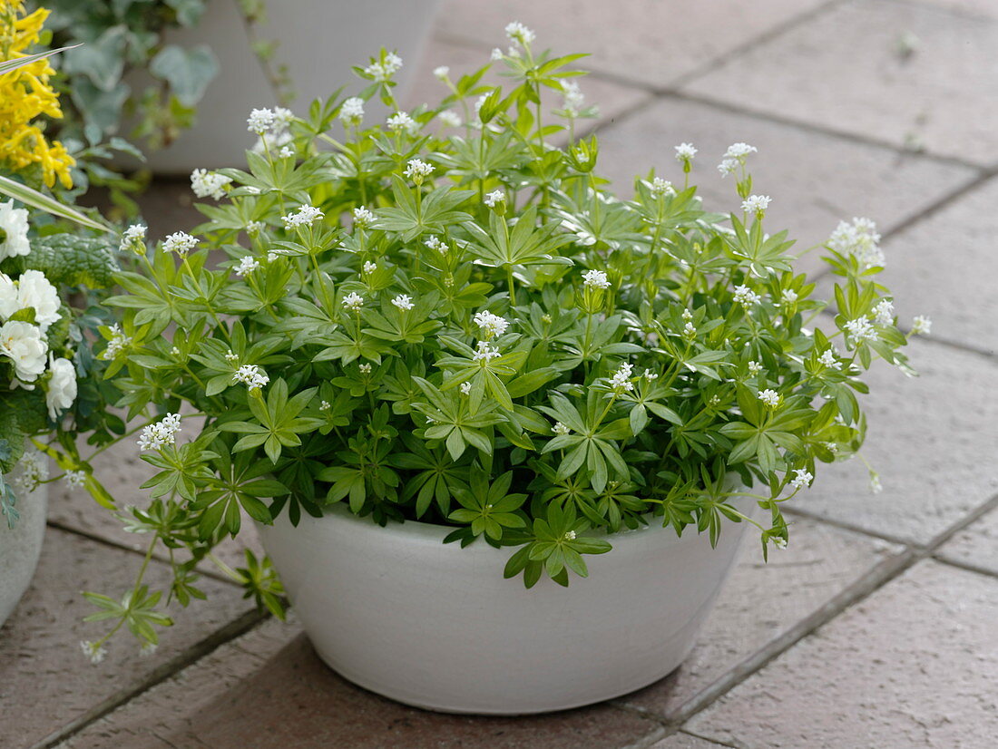 Woodruff (master of the woods) in shell