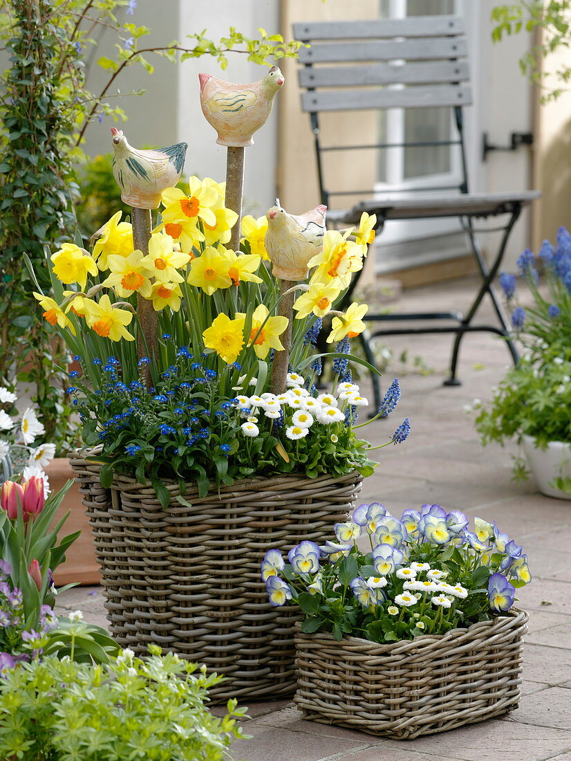 Körbe mit Narcissus 'Pinza' 'Dutchmaster' (Narzissen), Myosotis