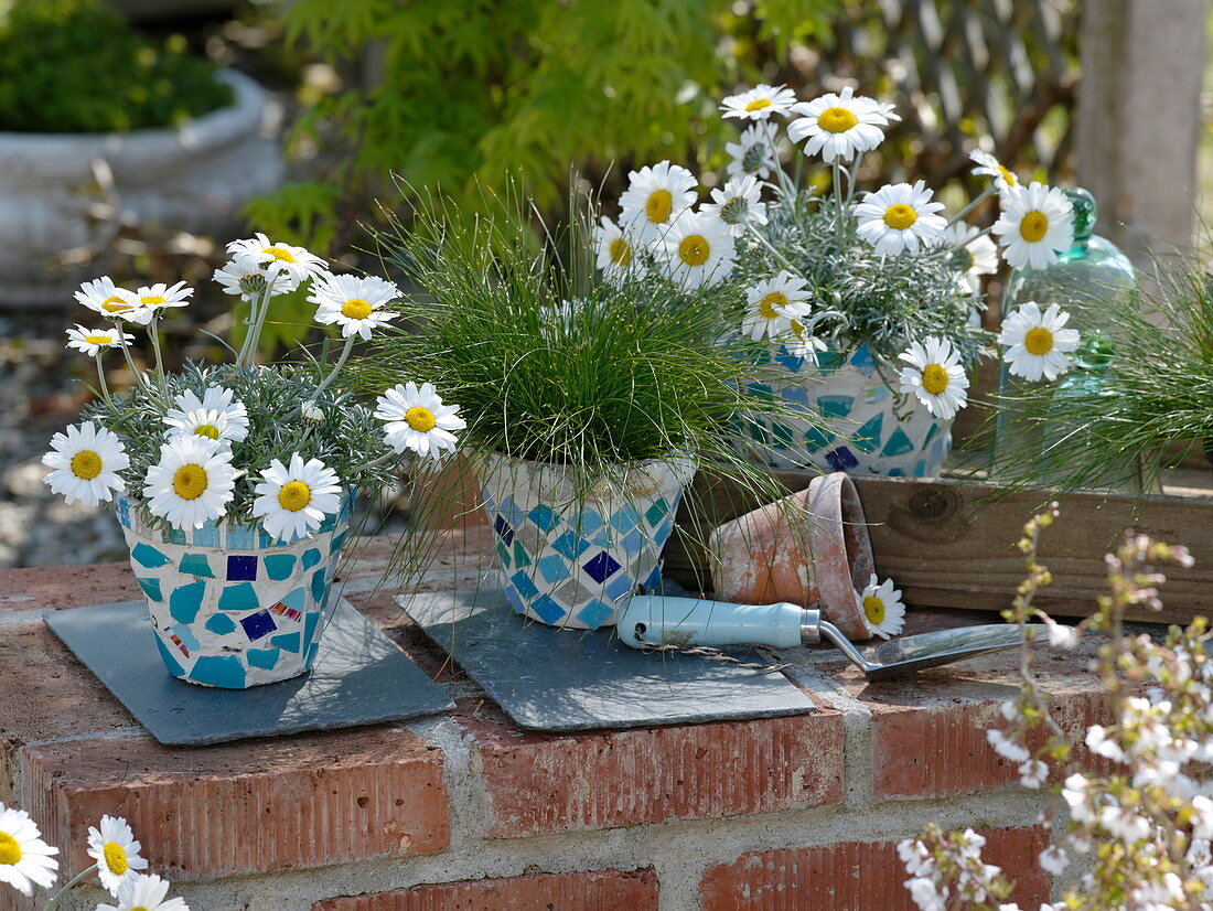 Mosaic pots with Leucanthemum hosmariense (spring magerites)
