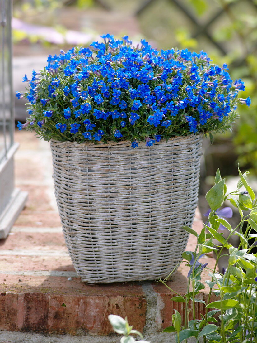 Lithodora diffusa 'Heavenly Blue' (Steinsame)