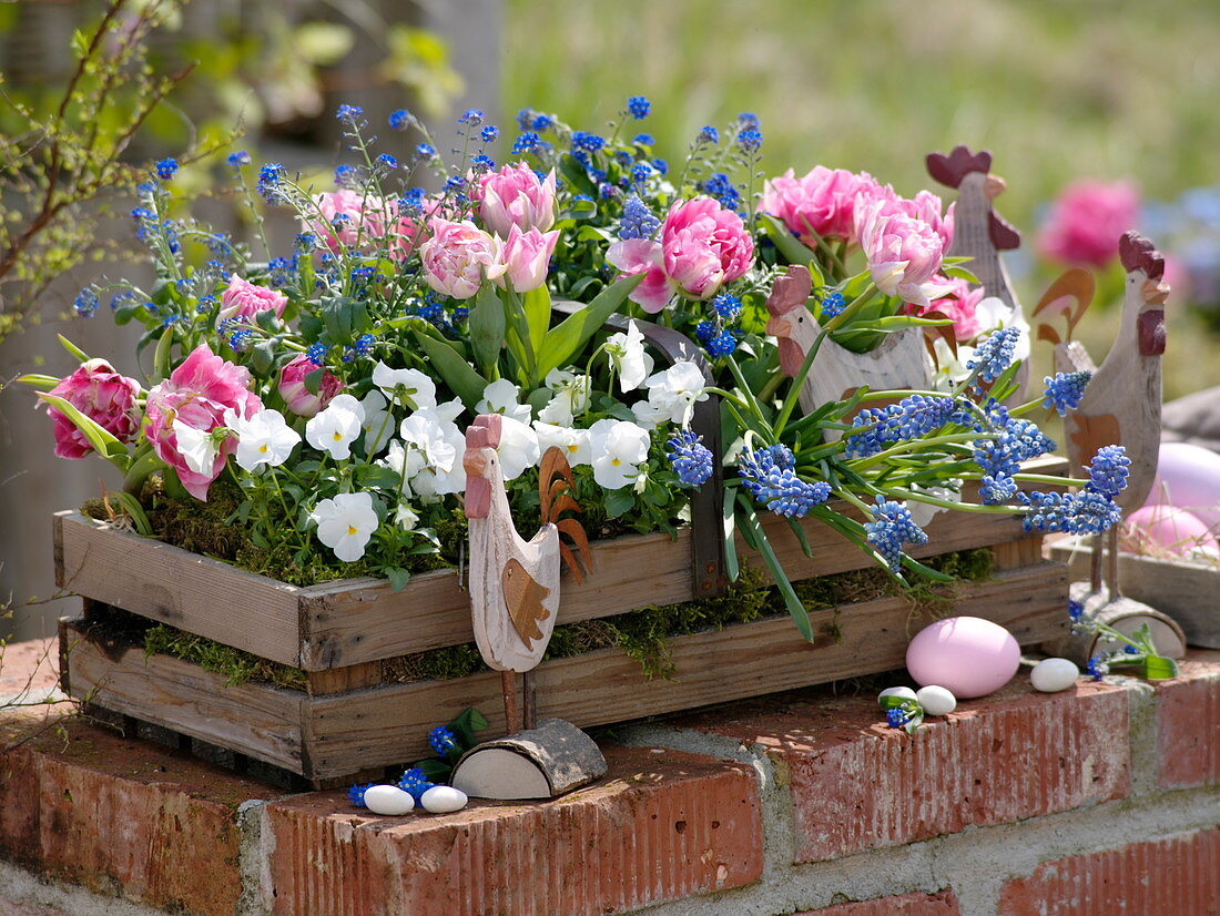 Holzkorb bepflanzt mit Tulipa 'Peach Blossom' (Tulpen), Viola cornuta