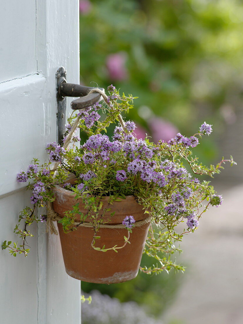 Cascade thyme in clay pot hanging on door knob