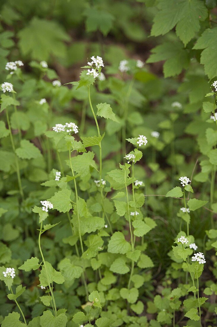 Knoblauchsrauke (Alliaria petiolata)