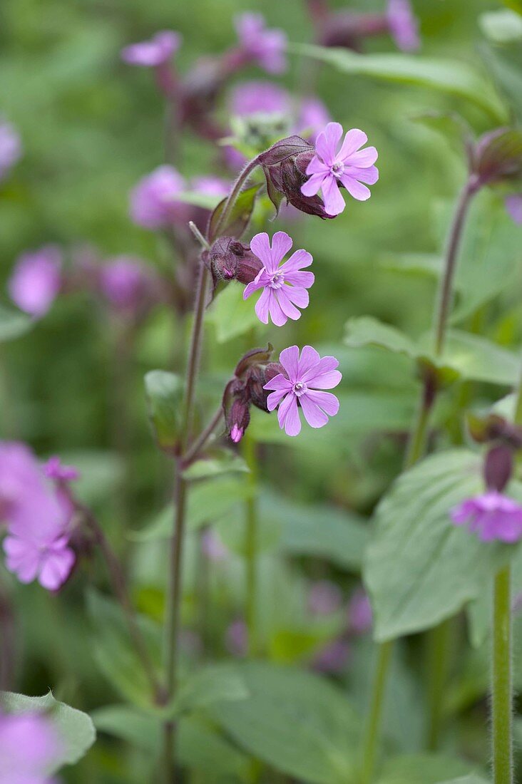 Silene dioica (Zweihäusiges Leimkraut)