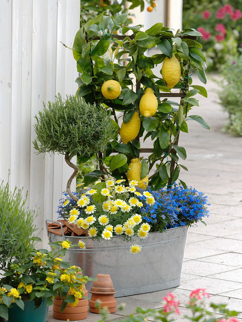Citrus limon 'Florentina' (lemon) on trellis, rosemary