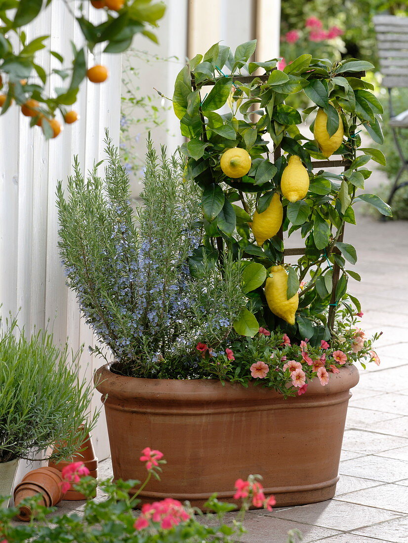 Citrus limon 'Florentina' (Zitrone) am Spalier , Rosmarin (Rosmarinus)