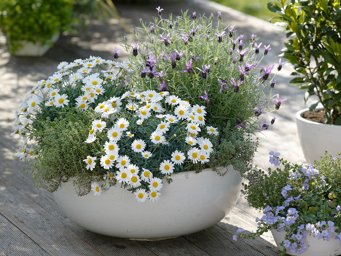 Argyranthemum (Marguerite), Spanish lavender (Lavandula stoechas)