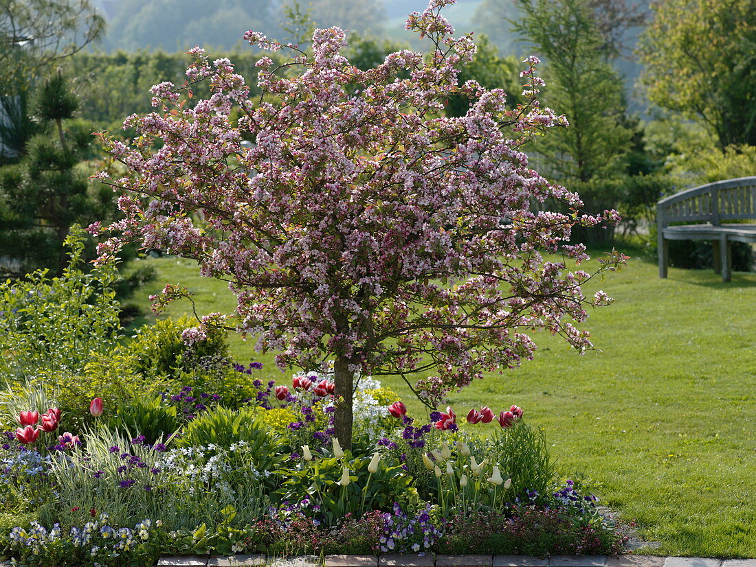 Malus sargentii 'Rosea' (Zierapfelbaum), Tulipa (Tulpen), Erysimum