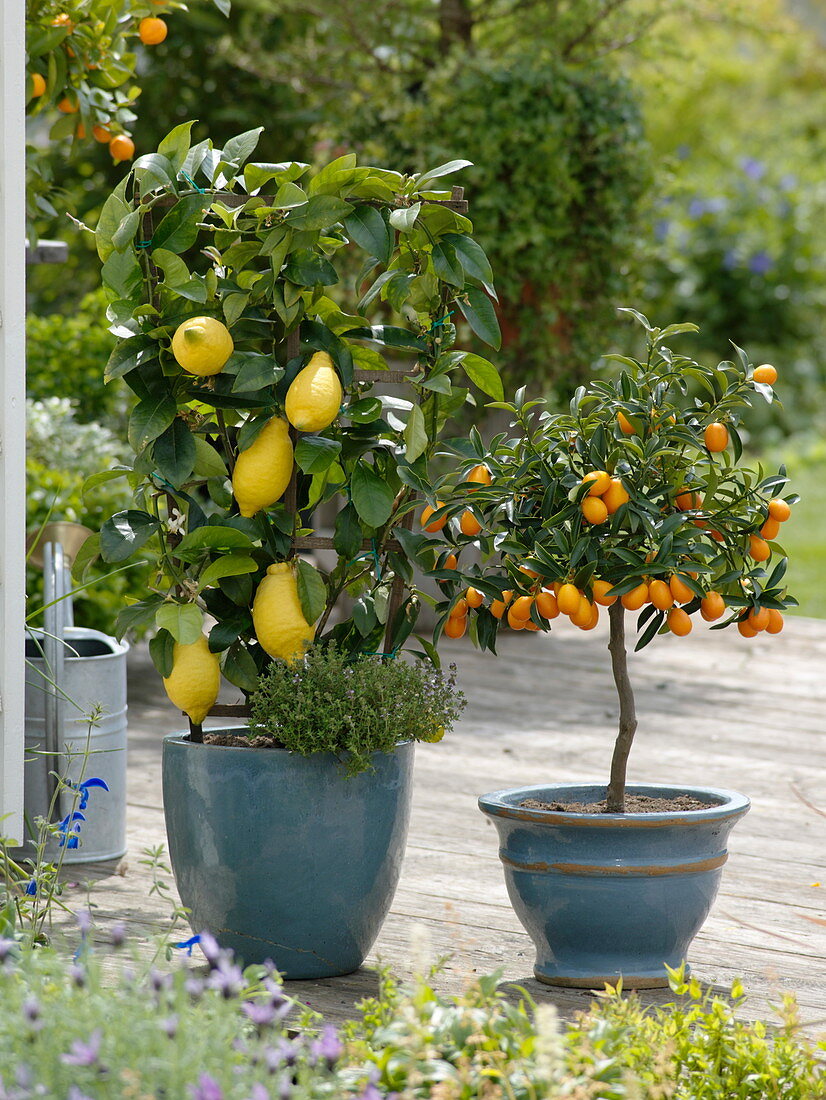 Citrus limon 'Florentina' (Zitrone) am Spalier unterpflanzt mit Thymian