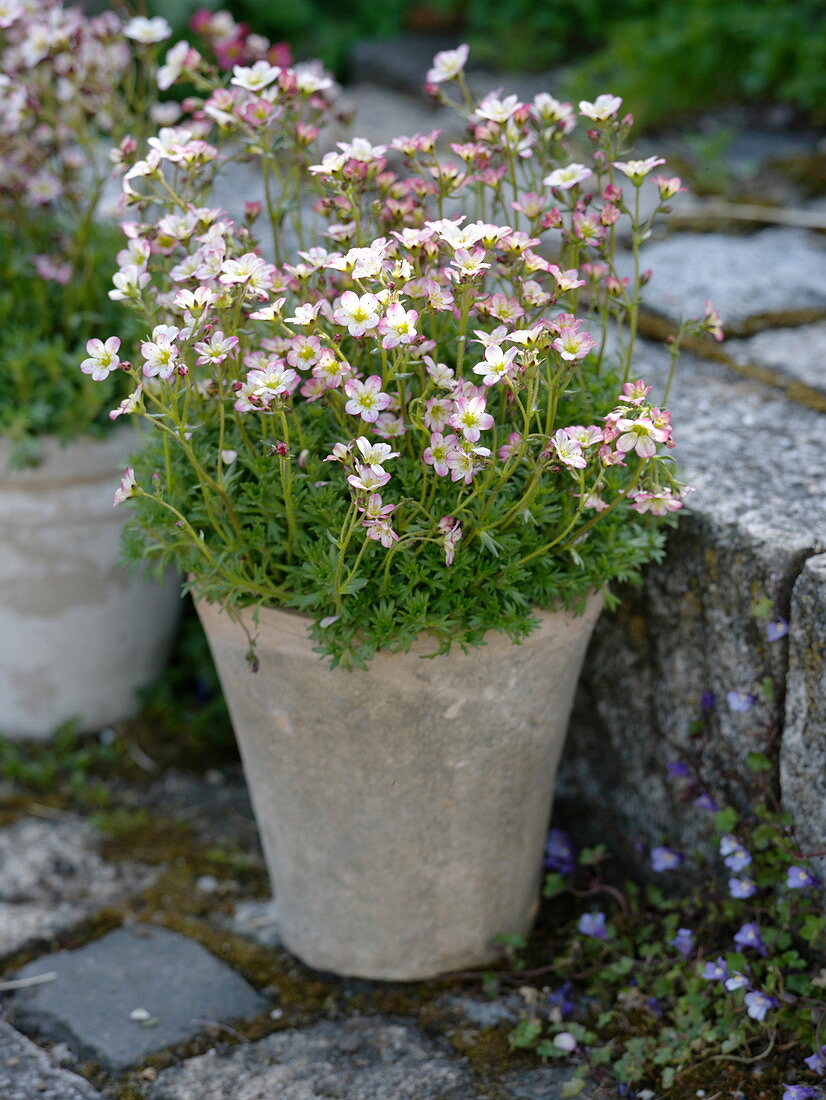 Saxifraga arendsii (Moossteinbrech)