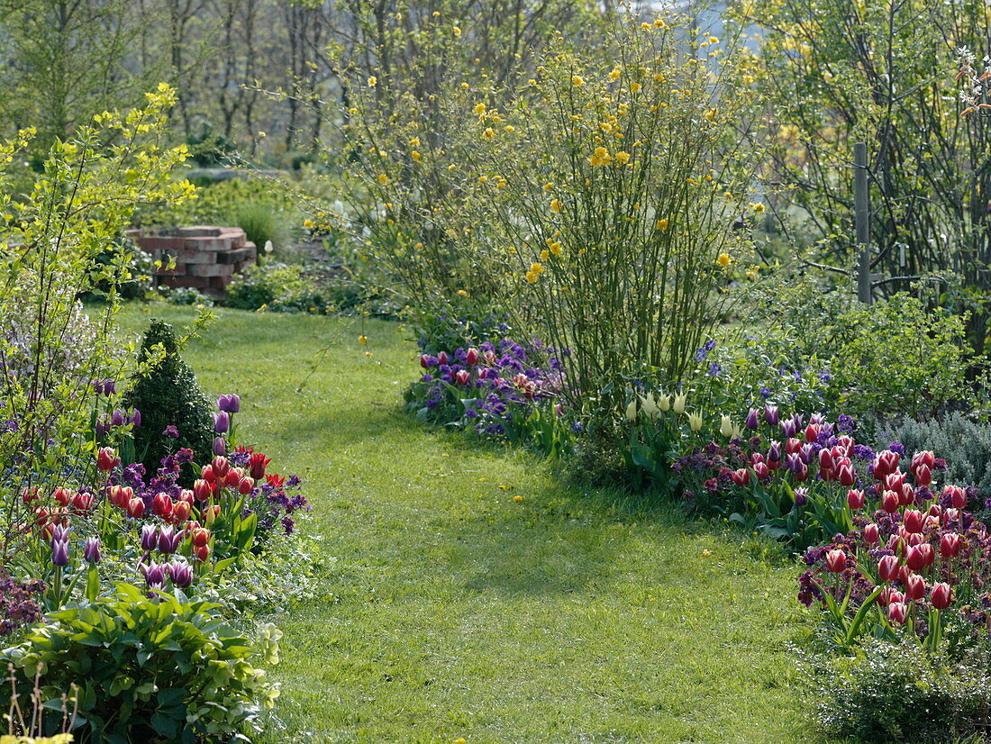 Rasenweg zwischen Frühlingsbeeten mit Tulpen