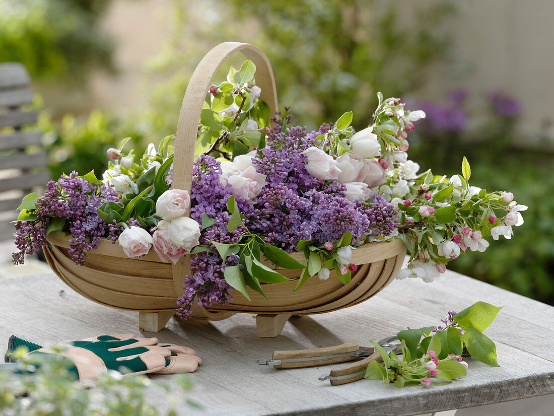 Syringa (Flieder), Tulipa (Tulpen), Malus (Apfelblüten) frisch geschnitten