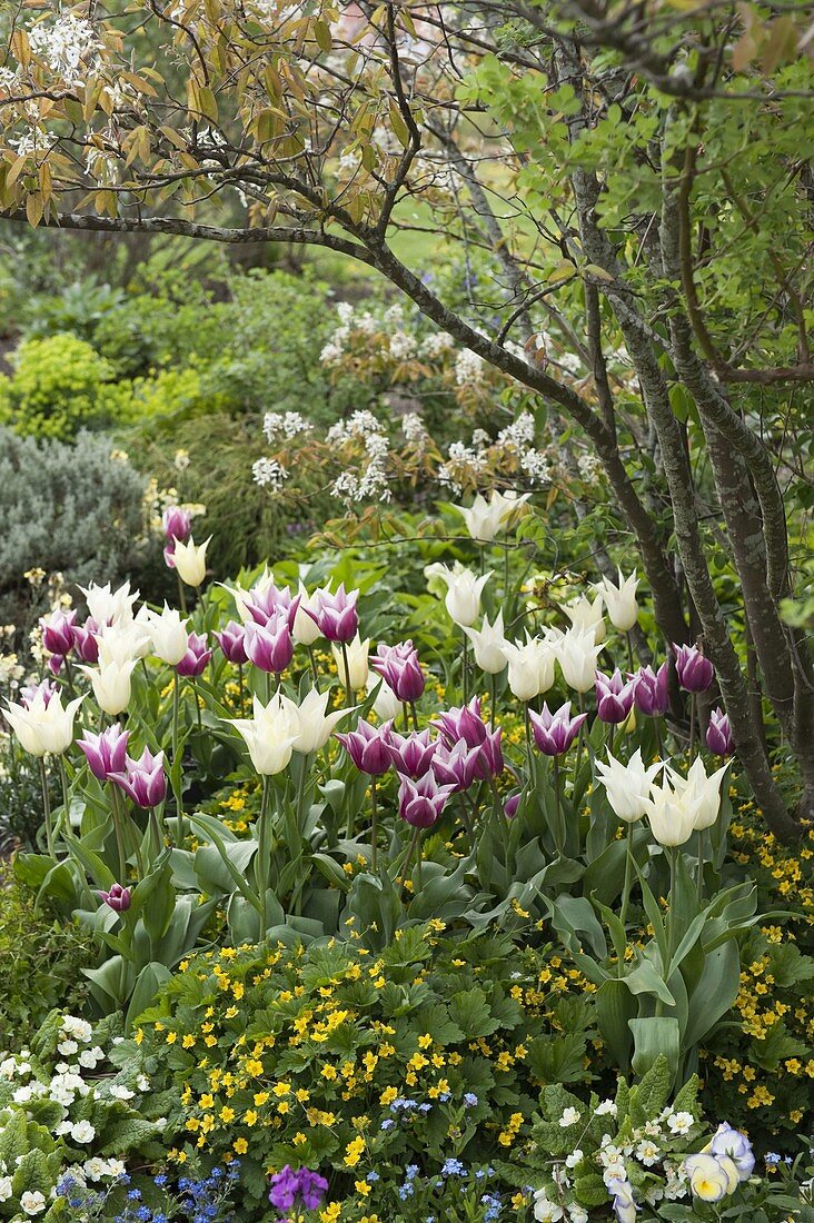Spring bed with Tulipa 'White Triumphator' 'Ballade', Waldsteinia