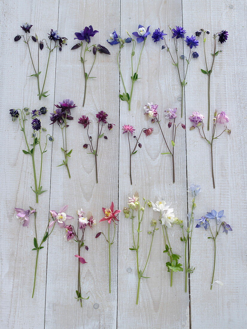 Board with different varieties Aquilegia, assorted colors