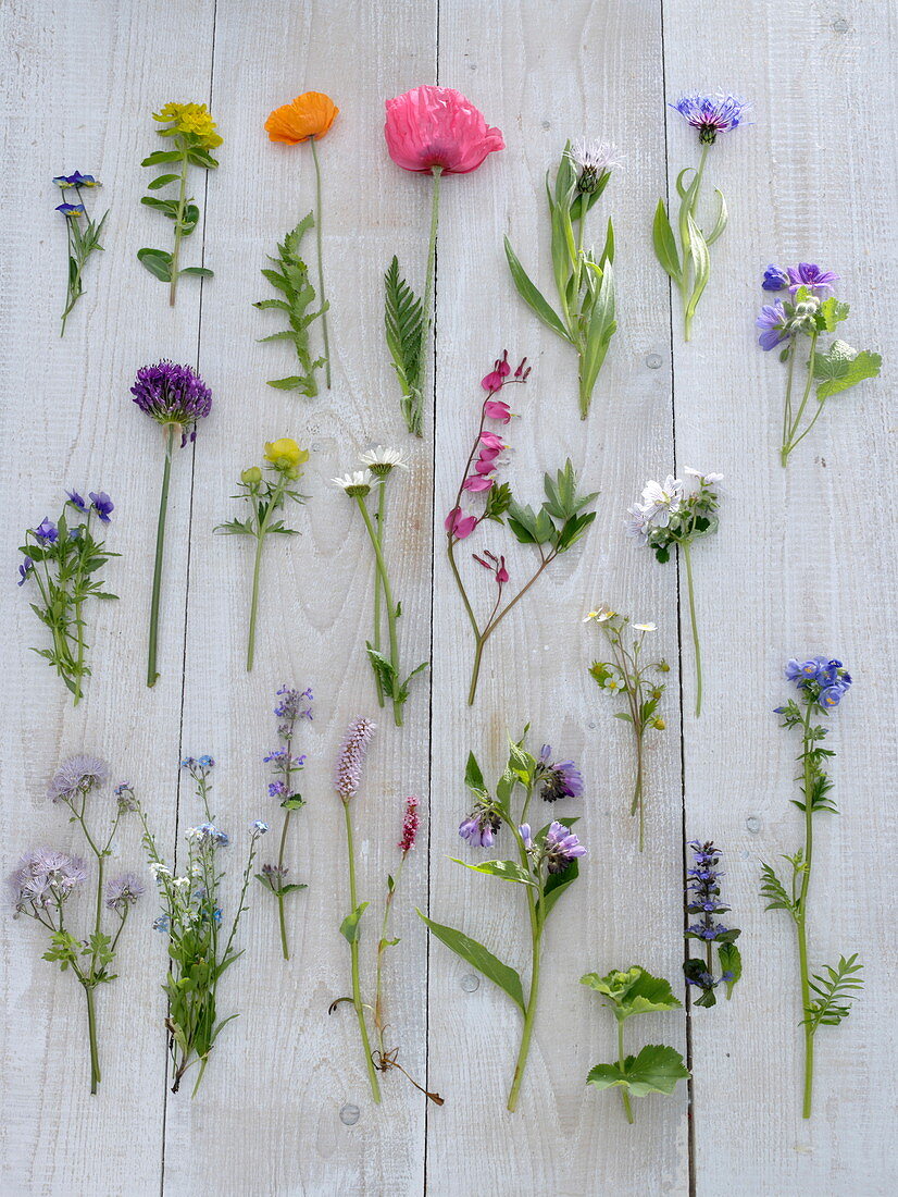 Tableau with spring flowers from the garden