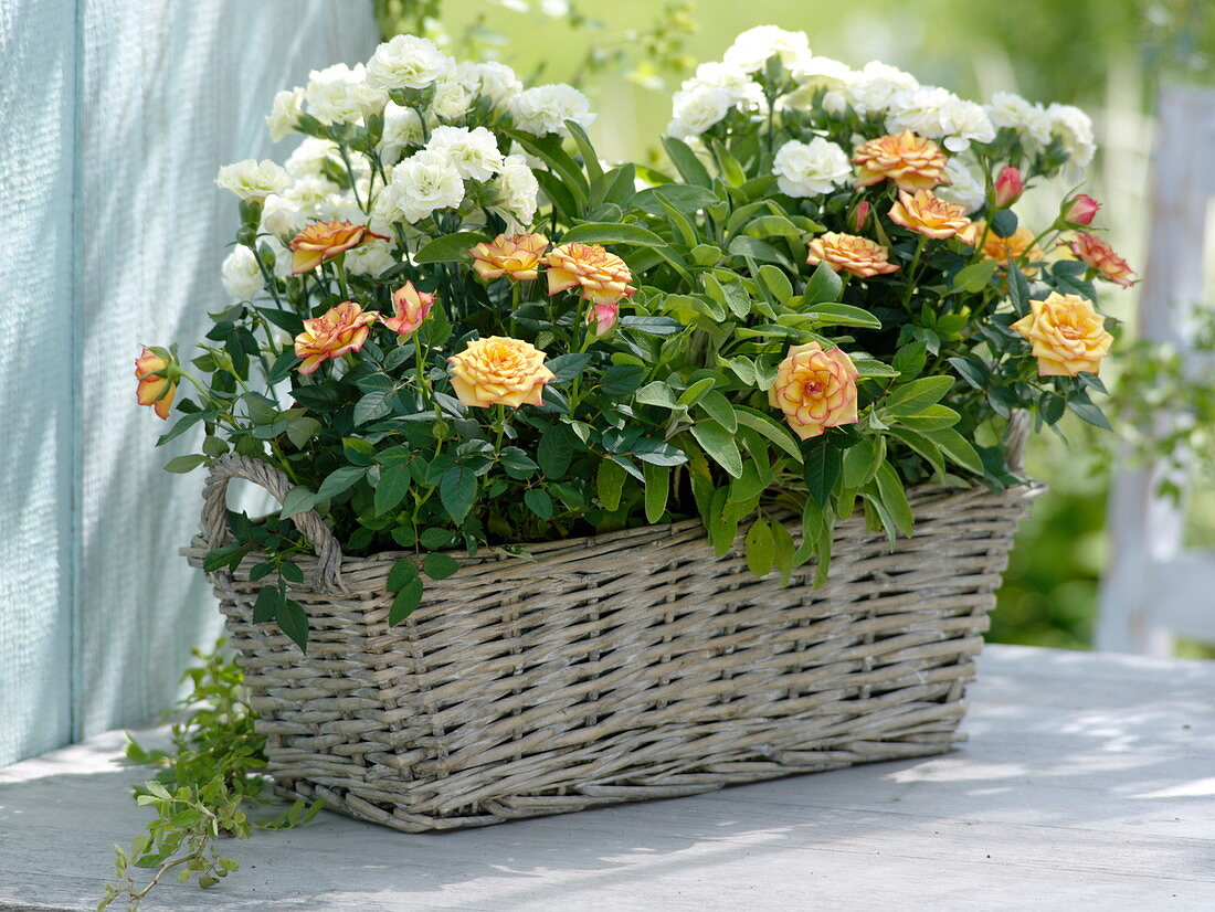 Fragrance basket with pink (pot rose), Dianthus (carnation), sage