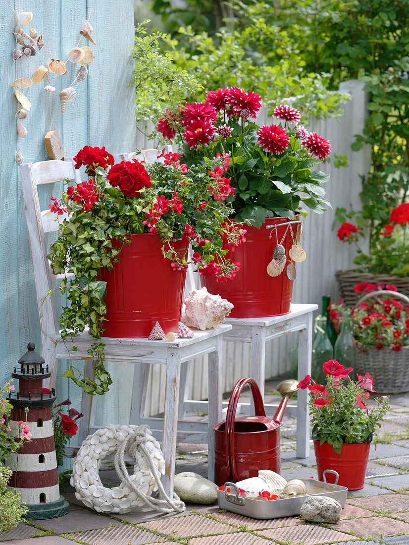 Dahlia (Topf - Dahlie), Pelargonium zonale und peltatum