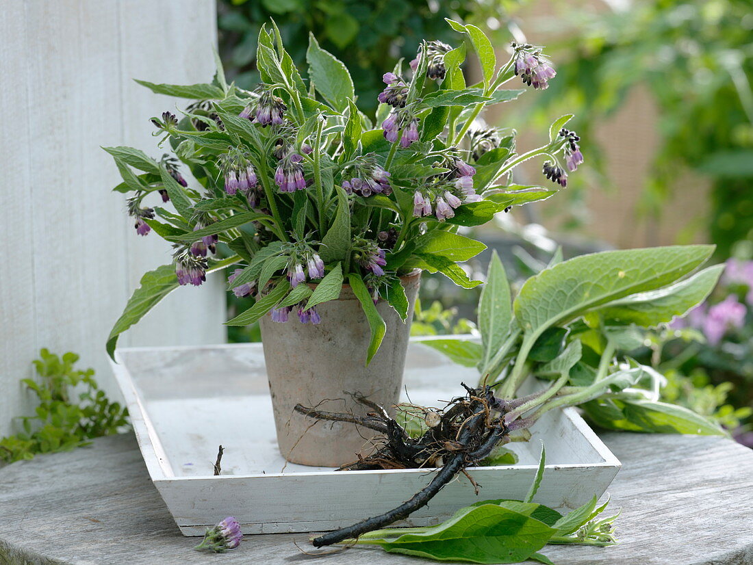 Comfrey (Symphytum officinale) in vase and rooted next to it